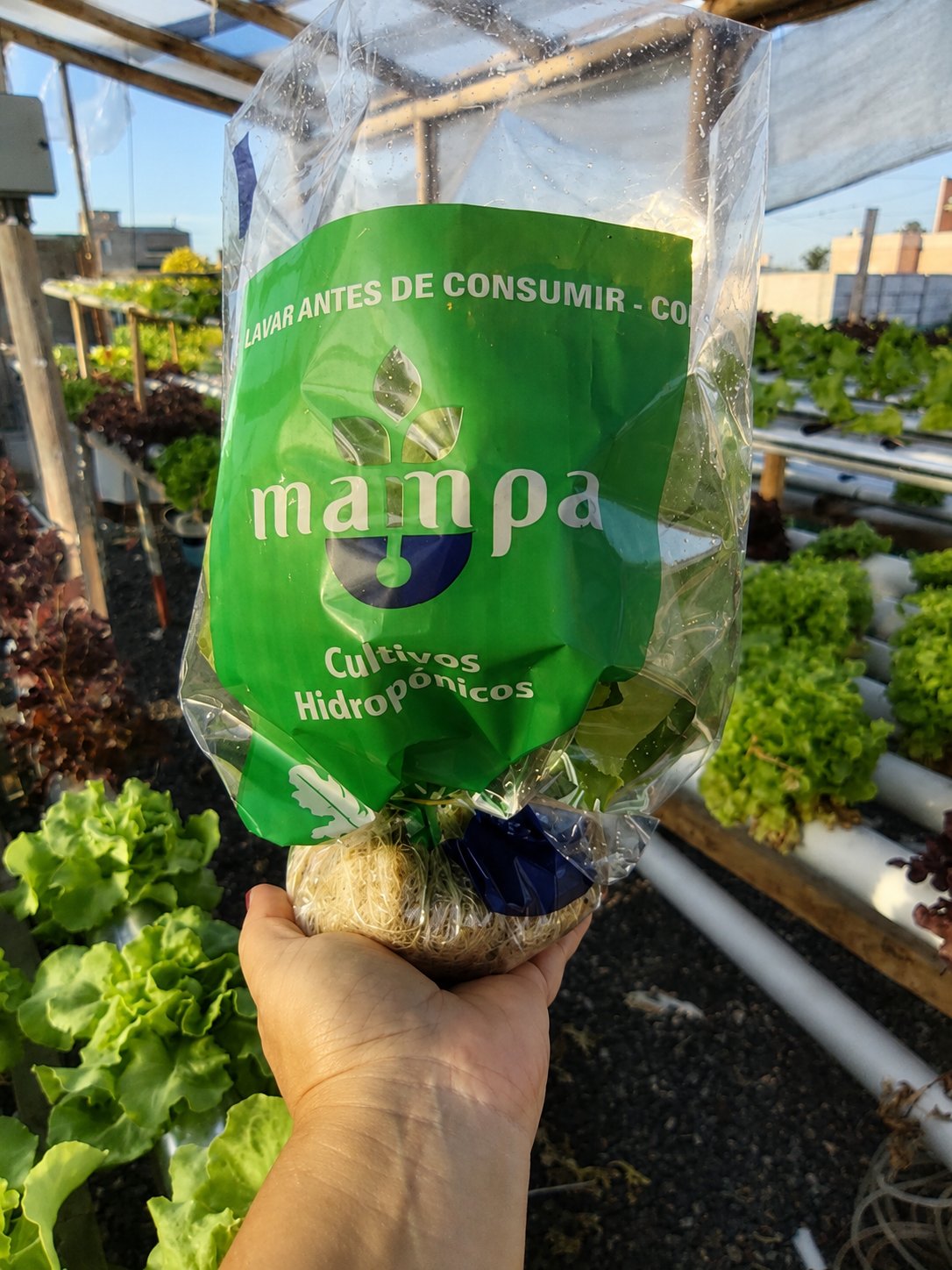 Mampa producto real
